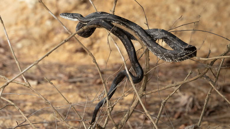 An Eastern ratsnake on a branch