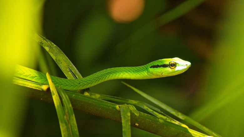 A rough green snake suspended in the foliage of a tree or bush