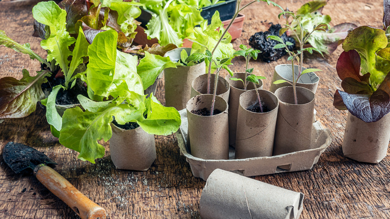 Seedlings in biodegradable cardboard toilet roll inner tubes