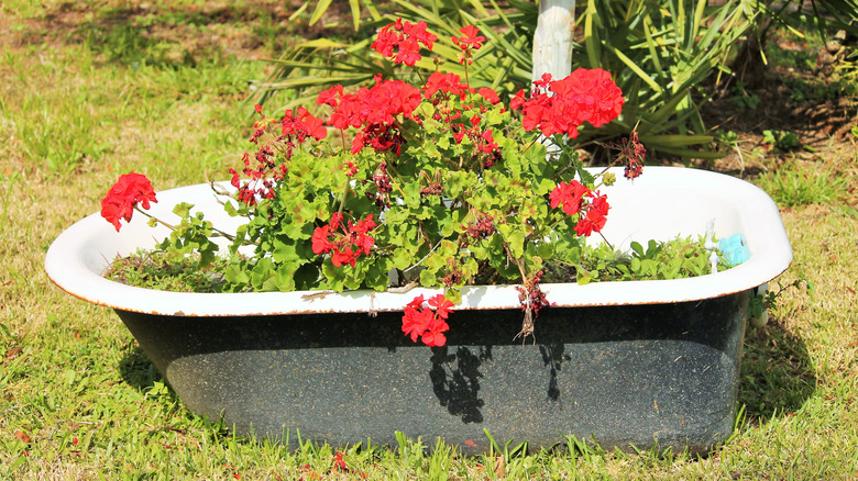 Old bathtub converted to a planter with red flowers.