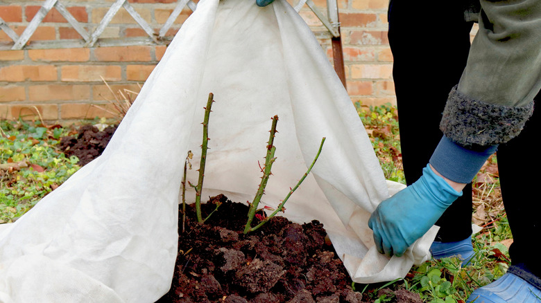 Draping plastic fabric over a rose bush for frost protection