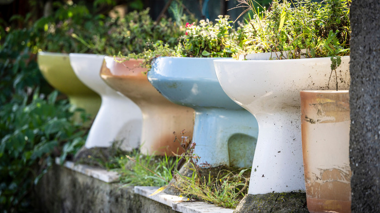 A collection of toilet bowls used as planters
