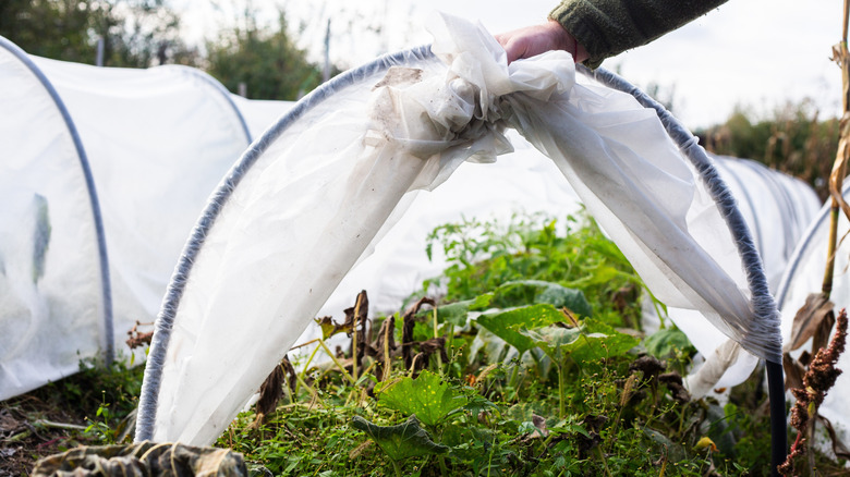 Hoophouse and plastic cover over vegetable plants in a garden