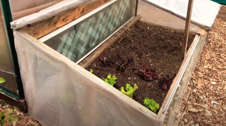 DIY garden cold frame made with shower doors