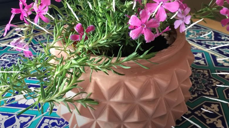 A repurposed ceiling light fixture turned into a plant pot