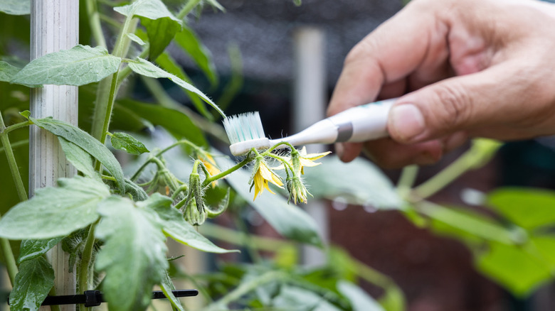 Hand holding electric vibrating toothbrush attempt to manually hand pollinate tomato plant flower