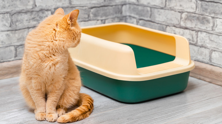 A ginger cat looking back towards its litter tray
