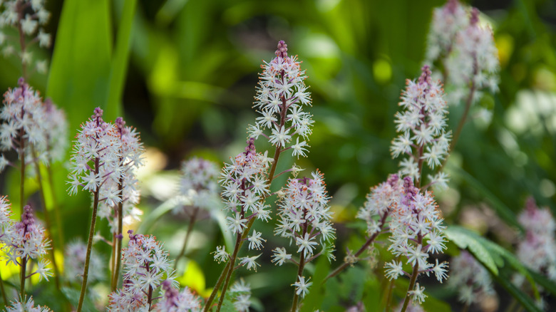 Foamflowers with spiky white and pink blooms in a spring garden