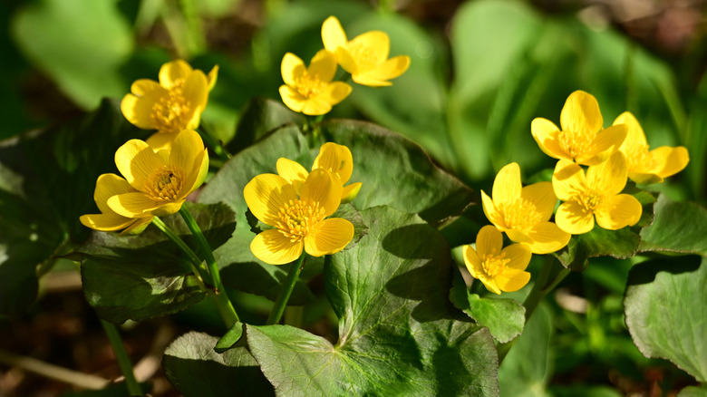 A marsh marigold plant with several bright yellow flowers