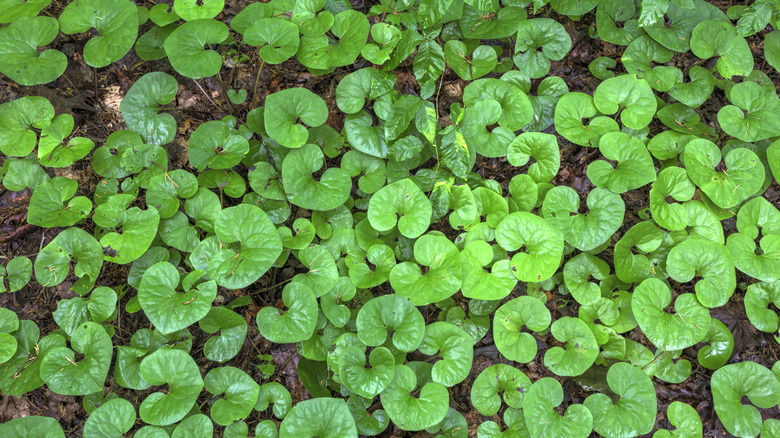 Wild ginger forms a mat of heart-shaped green foliage