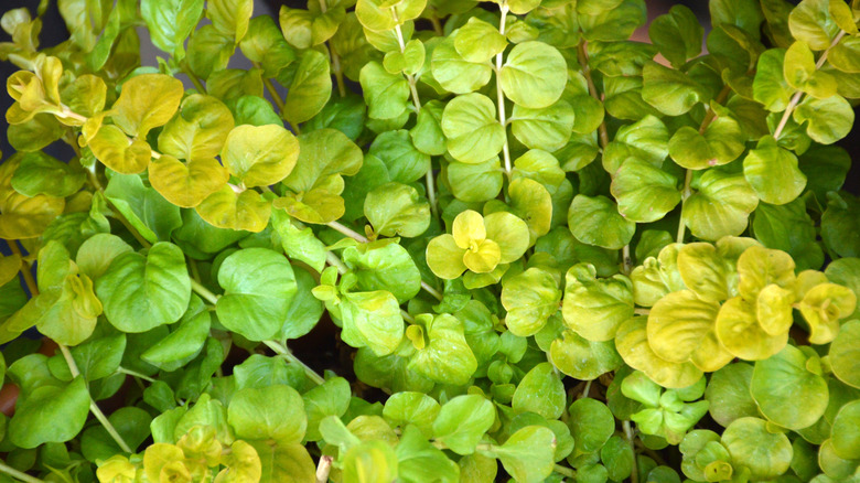 A close-up of creeping Jenny's round, light green leaves