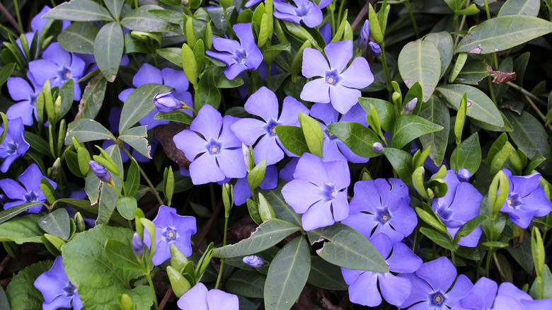 A mat of periwinkle with colorful blooms