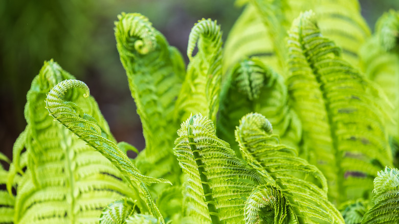 A cluster of young ostrich fern fiddleheads