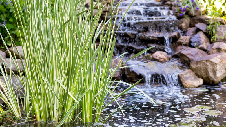 Varigated sweet flag grows at the edge of a water feature