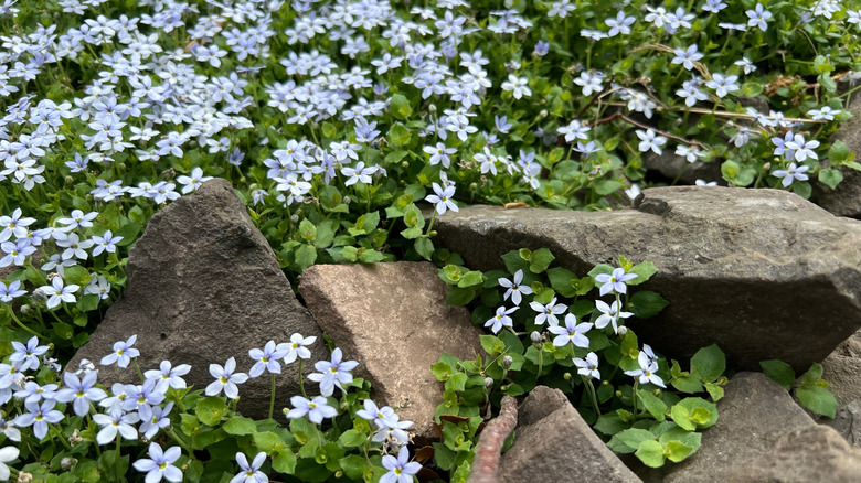 Blue star creeper with white flowers growing among rocks