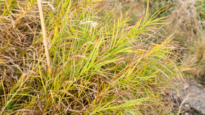 Palm sedge plants with green fronds and brownish seeds