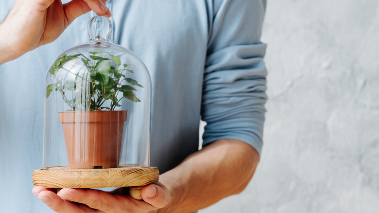Person holding a cloche that contains a small potted plant