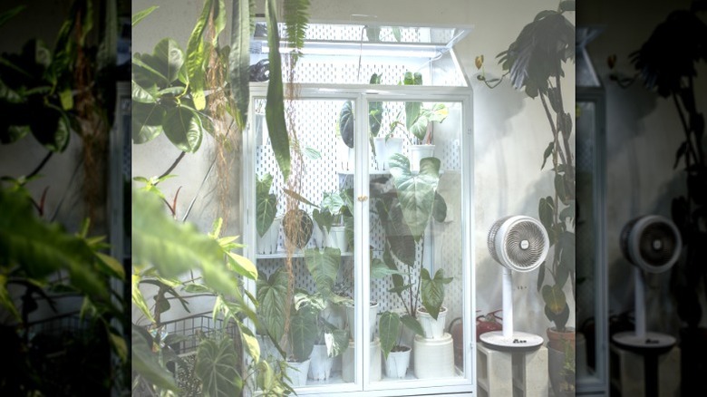 A white metal and glass cabinet holding potted houseplants