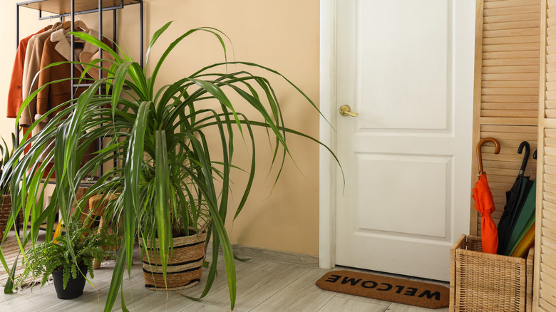 houseplants near door in hallway
