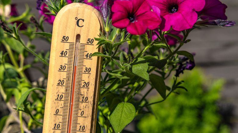 thermometer measures high temperature in the garden