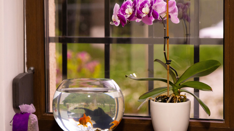 Purple orchids on the window next to a goldfish in a bowl