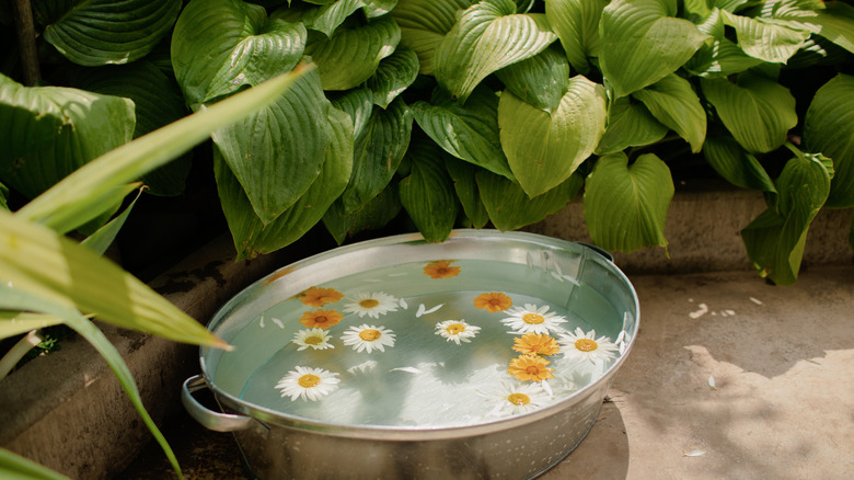 Metal basin with water and yellow chamomile flowers in home green garden