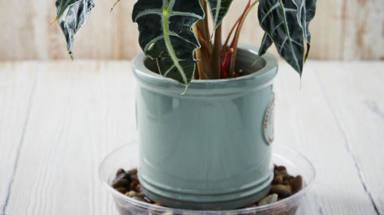 potted alocasia sitting on a tray of pebbles