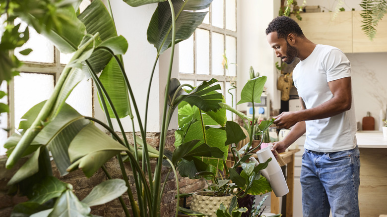 Young man watering fresh plants near window
