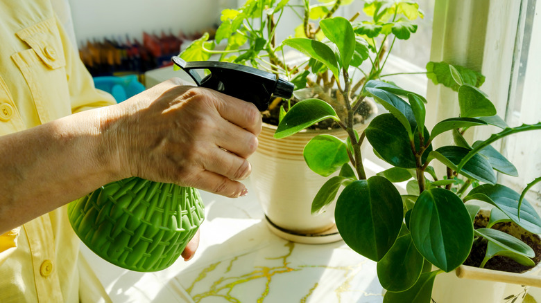 woman in yellow shirt misting leaves of potted houseplants on sunny windowsill using green spray bottle