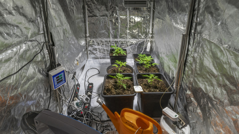 Small plant seedlings inside a grow tent