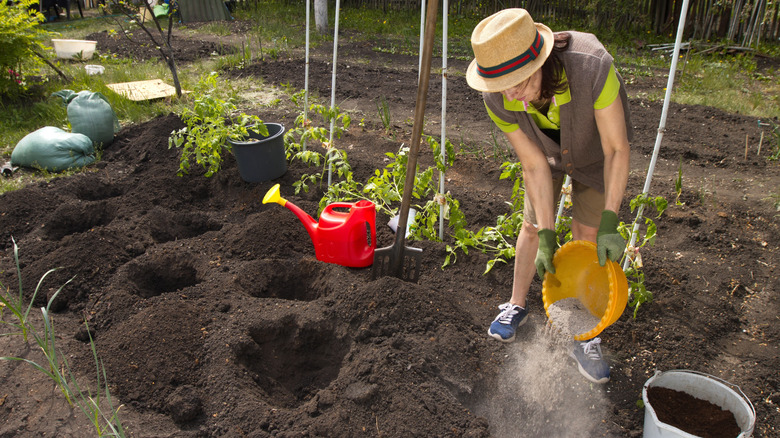 A female gardener adds a bucket of wood ash to the tomato bed