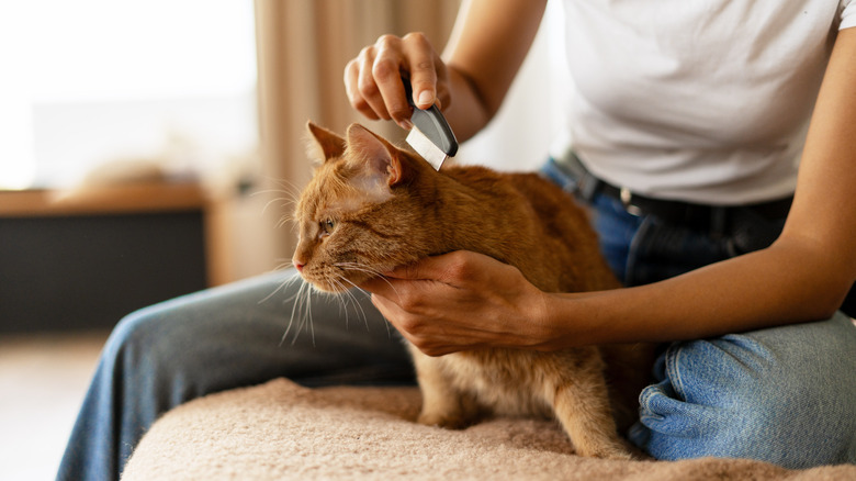 A woman is combing her ginger cat with a flea and tick comb