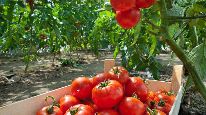A box of harvested tomatoes sits amid rows of tomato plants