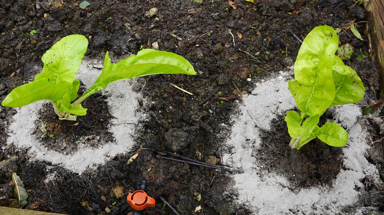 Two young chard plants are each surrounded by a circle of wood ash
