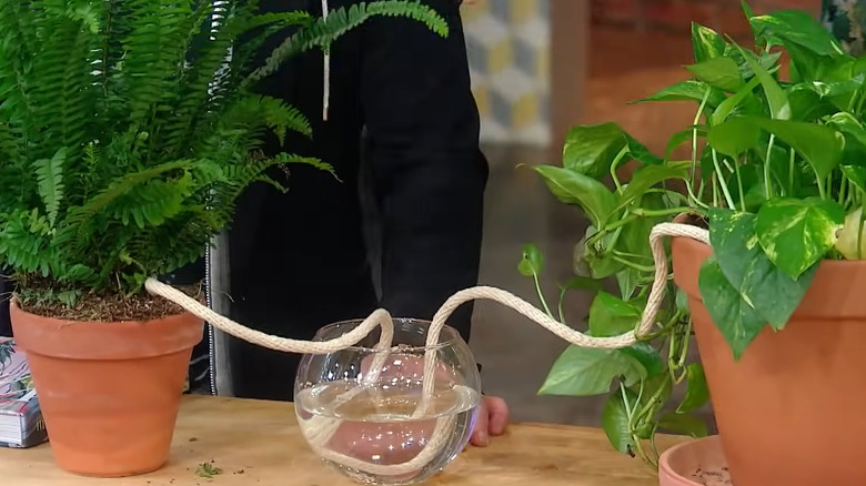 Clear round vase filled with water between two potted plants with thick string going to each pot to water the plants