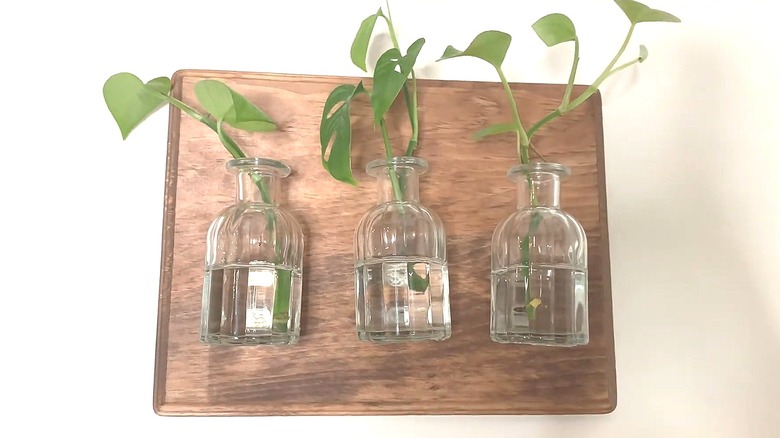 Propagation station made from small glass vases attached to a wood board with plant cuttings inside