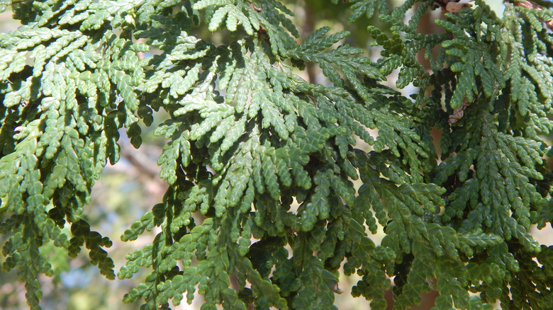 Cedar tree boughs.