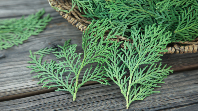 Stems of cut cypress.