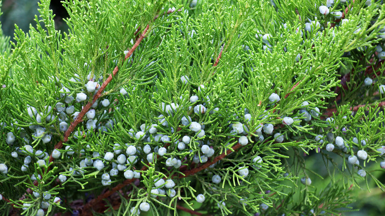 Blue juniper berries on shrub.