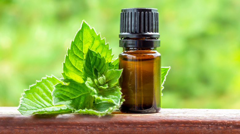 Peppermint leaves with essential oil bottle.