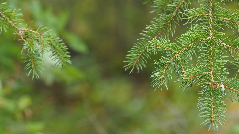 Pine tree boughs