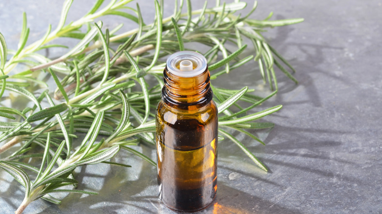 Rosemary sprigs and essential oil.