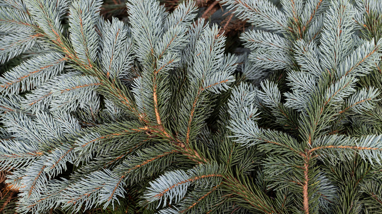 Blue spruce boughs