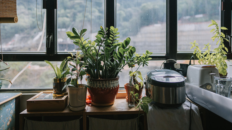 Potted plans on a table in the kitchen.