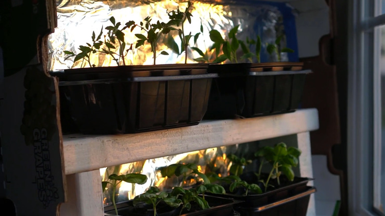 Herbs growing in a window sill with alumium foil behind them.