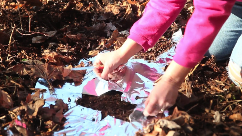A gardener cuts pieces of aluminum foil into mulch.