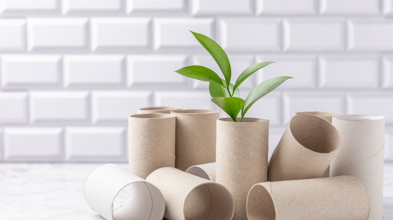 Group of empty toilet paper rolls