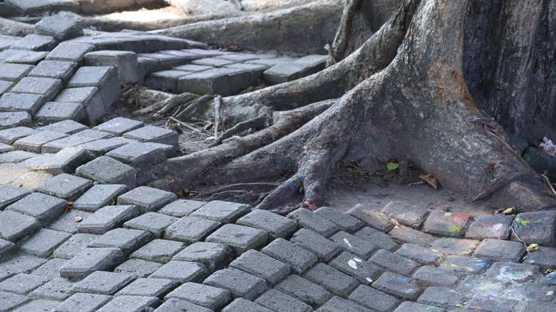 Tree roots growing through a paver driveway