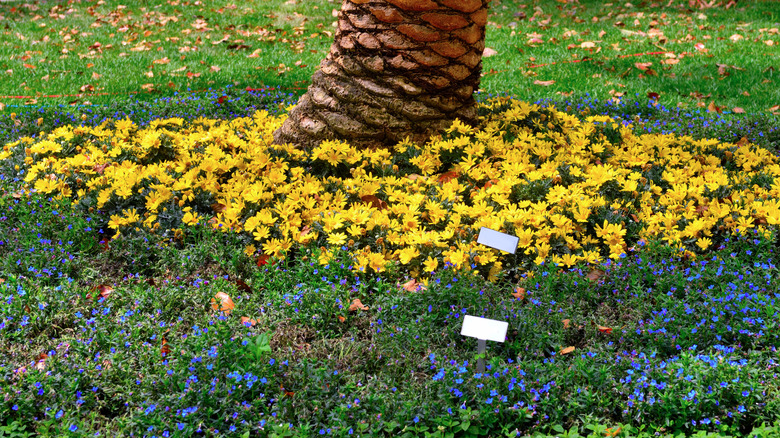Colorful flowers growing around the base of a tree