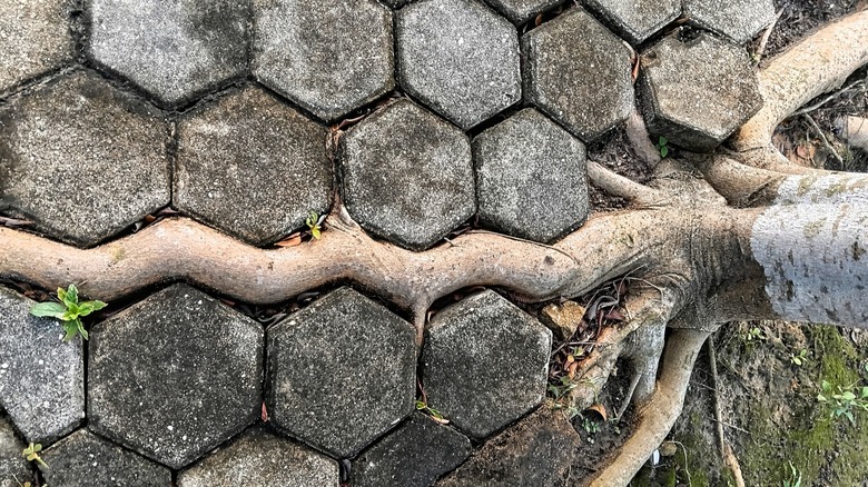 Tree roots growing though paver patio